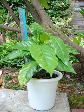 my coffee tree