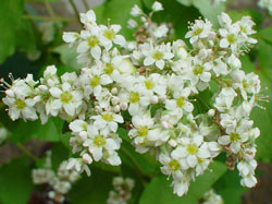 そばの花
